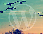 Microlancer Web Development Services